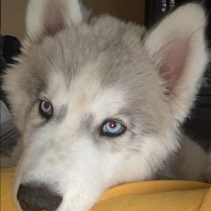 Meet your Posher, Kylie